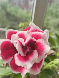 如果有一天，
你不再尋找愛情，只是去愛；
你不再渴望成功，只是去做；
你不再追求空泛的成長，
只是開始修養自己的性情，
你的人生，一切才真正開始。

——紀伯倫配圖