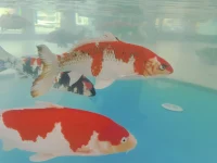 情绪波动大脑的杏仁体就会将身体拉响警报，人体内的各种保护机制和分泌系统开始工作，我们体内的激素、血压、细胞、心跳、呼吸、肌肉、器官都跟着进入到一种非正常的战斗状态。