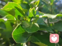 無(wú)論我做什么，
世界上大部分的人，都會(huì)不喜歡我，
知道這點(diǎn)不是很好嗎？

以前我以為不喜歡我的人，是因?yàn)椴涣私馕遥?只要他們了解我，就會(huì)喜歡我，
后來(lái)我才知道，
那些不喜歡我的人也是了解我的人，
知道這一點(diǎn)真的令人震驚，
但是，也是一種解脫。

事實(shí)上他們不是不喜歡我，
他們也不喜歡自己，
所以也沒(méi)有辦法喜歡我……
知道這個(gè)真好……

帶著覺(jué)察，帶著慈悲，
我學(xué)習(xí)放下討別人喜歡的需要，
開(kāi)始練習(xí)聆聽(tīng)和自己的需要，
療愈自己，愛(ài)自己……

——吉利根配圖