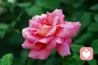 來人世一趟，生無帶來，死無帶去。
就是一場體驗，一場緣生緣滅。
帶著一顆慈悲之心，
把一切緣轉為善緣。
如其所是，心無掛礙。配圖