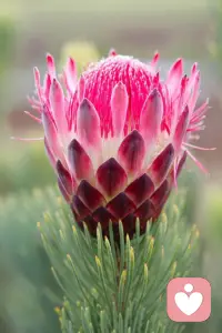 每一個孩子都是完整的。一個有智慧的父母會培養(yǎng)出有智慧的孩子。一個無知的父母會培養(yǎng)出無知的孩子。一個充滿痛苦的家庭會培養(yǎng)出痛苦的孩子。一個幸福的家庭會培養(yǎng)出幸福的孩子。
培養(yǎng)孩子的秘訣在于經(jīng)營好自己。
有一句話說：言教不如身教，身教不如境教。父母的境界一提升，孩子的思維觀念馬上就會轉(zhuǎn)變。因為父母是因，孩子是果。因改變了，果自然就改變了。
所以，經(jīng)營親子關(guān)系，就是成為最好的自己。配圖