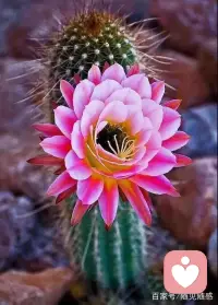 放下和接納，是心的歸途。配圖