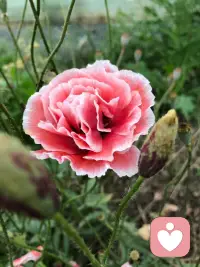 「怎样才能拥有富足的想法？」

如果没有匮乏，会不会有丰盛？如果没有阴，会不会有阳？它们是一体的，当你想要丰盛富足的想法的时，说明你在逃离某个东西，比如说匮乏、痛苦、压抑等等你觉得不好的想法。

当你逃离了这些不好的想法，就错失了你所想要的丰盛富足。如果你想要丰盛富足，那你就得接纳痛苦、匮乏、无聊的想法。当你接纳这些，就变得丰盛富足了。配图