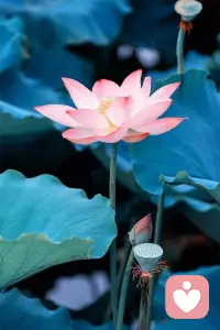 所有一切的發(fā)生，都是從愛(ài)出發(fā)的。配圖