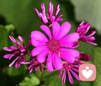 如果你当下没有恐惧，
你就能看见未来的爱，
如果你看见未来的爱，
你就愿意出去，
如果你愿意出去你就不会躺平了。
所以，每一个生命都需要疗愈；
所以，生命的法则是成长的法则。配图