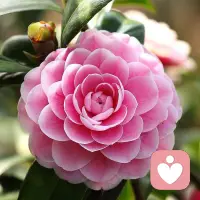 夫妻一条心黄土变成金，
说的就是两个打心眼里觉得对方好的人相遇了。
在这一份全然的爱的接纳下，
两个生命越来越安宁，舒展，绽放。
还有一条路，就是先打心眼里觉得自己好。
陪伴帮助着自己，安宁，舒展，绽放。配图