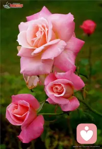 生命中所有的挑战都是由我们对生命的认知、对自己的认知不够造成的。
对生命的认识越少，问题就越多。
对自己的了解越少，障碍就越多。
了解自己，才能理解别人。
了解伤痛，才能放下伤痛。
当你理解的足够深入，
就回到了深深的平静之中。配图