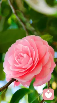 最大的智慧是跟随自然，
最好的创造是维持平衡，
最大的力量是内在慈悲。配图