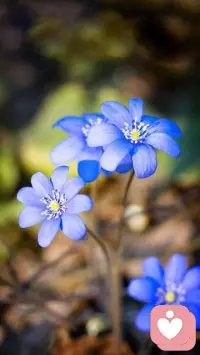 当把爱埋在心里，就无法打开心门；
当心门紧闭时，就无法跟随内心的渴望。当无法跟随内心的渴望，就只能活在过去头脑的记忆里和没有到达的未来里。
不是期望就是失望。
心门就是世界之门，打开它去体验世界体验人生。配图