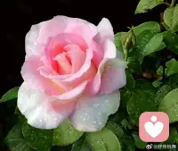 过不好的理由有无数个，过好的理由只需要一个：百分百为自己的人生负责！ ​​​配图