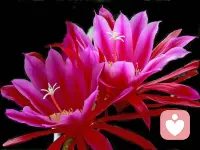 【关于对抗】
当我们否认别人时，就是在对抗自己。
一个不接受自己的人，就会去对抗整个世界。
当我们对抗别人时，觉察自己的感受，去允许、接受这个对抗的能量。
先和自己和解，自己的生命就开始流动了。
我们就会有全新的感受，全新的活法。配图