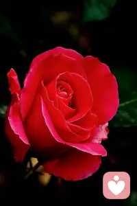 对每一个存在充满敬畏，神性才会眷顾你。
存在是无限高的能量。
接纳每一个存在，连接无限的能量。配图