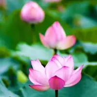 今天是大年初五迎財(cái)神日
祝?大家財(cái)源滾滾
財(cái)富是我們能量的變現(xiàn)。照顧好自己的心，覺察自己，用自己喜歡的方式過生活，這樣就容易讓我們愉悅、平靜；照顧好自己的身，選擇喜歡的運(yùn)動(dòng)方式，讓自己慢慢的動(dòng)起來，身體是靈魂的廟宇，身體好自然生活好；照顧好自己的靈，多接納、允許自己，陪伴自己慢慢成長，財(cái)富是慈悲的轉(zhuǎn)化，慈悲從對(duì)自己開始。
給大家推薦一首歌“財(cái)神到”，祝福大家2024豐盛富足。配圖