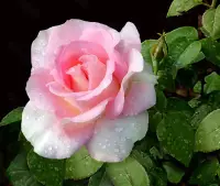 世界都是你心的呈現，你變了世界就變了。
你試著放松、平靜，就能感受到世界萬物都在靜靜的陪著你。配圖
