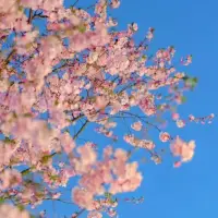 當你從過去的發生中學會了：理解、尊重、信任、接納時，你就不會被過去的發生困住了。配圖