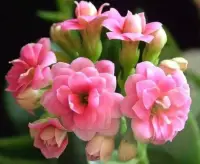 打開心靈之門，
就是看見印刻在記憶中的傷痛和找到藏在潛意識里的模式。
去療愈傷痛，每一份傷痛的背后都是一份成長的資源。
去轉變模式，每一個模式都是對心靈的捆綁，對成長的阻礙。
打開心靈之門，鏈接自己，是生命成長的開始。配圖