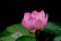 覺察
我們?nèi)怂械男袨槎际菑膼刍蛘呖謶殖霭l(fā)。
從愛出發(fā)，可能欲望越來(lái)越多，欲望越多煩惱就越多，心就越累。所以，越放下越輕松。
從恐懼出發(fā)，越恐懼越不敢做，越不敢做越恐懼。所以，越嘗試越勇敢，越拿起越輕松。