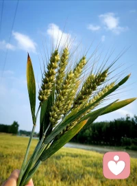 包子有個特別的廣告語“包你滿意,只甜你心。”人間煙火氣,揉的不是面,揉的是生活,最撫凡人心,蒸的不是包子,蒸的是幸福!愿我們的生活蒸蒸日上。配圖