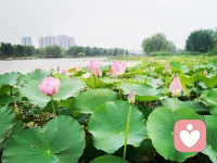 灼灼荷花瑞
亭亭出水中
觀荷花，凈心凈眼
聞荷香，怡心怡神配圖