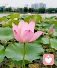 灼灼荷花瑞
亭亭出水中
觀荷花，凈心凈眼
聞荷香，怡心怡神配圖