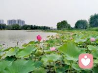 灼灼荷花瑞
亭亭出水中
觀荷花，凈心凈眼
聞荷香，怡心怡神配圖