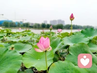 灼灼荷花瑞
亭亭出水中
觀荷花，凈心凈眼
聞荷香，怡心怡神配圖