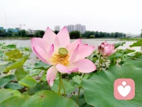 灼灼荷花瑞
亭亭出水中
觀荷花，凈心凈眼
聞荷香，怡心怡神配圖