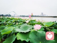 灼灼荷花瑞
亭亭出水中
觀荷花，凈心凈眼
聞荷香，怡心怡神配圖