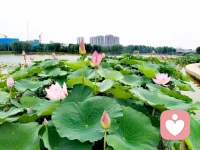 灼灼荷花瑞
亭亭出水中
觀荷花，凈心凈眼
聞荷香，怡心怡神配圖