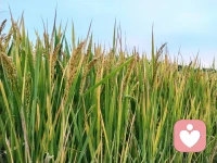 十月心靜人安配圖