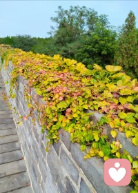 十月心靜人安配圖