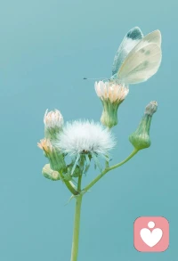 感恩所有的遇見，遇見都是天意，擁有都是幸運，不談虧欠，不負遇見。各位感恩節(jié)快樂！配圖