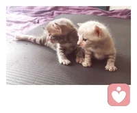 最具治愈性的小生物，單純、可愛、無煩惱，
“世上本無事，庸人自擾之”獻給此時煩惱的我們！！配圖