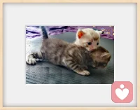 最具治愈性的小生物，單純、可愛、無煩惱，
“世上本無事，庸人自擾之”獻給此時煩惱的我們！！配圖