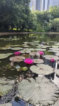 喜歡董宇輝的：“人間值不值得，你我說的都不算，但來人間這一趟怎么過我們說了算。

人這一生的光景并不算長，你來人間一趟，要去看漫天霞光；要和心上人手挽手走在街上。

你來人間一趟，要去聞田間花香，回家路上給孩子捎幾塊糖。

你來人間一趟，要去聽潮汐海浪，去街角的店里買幾件喜歡的衣裳。

這宇宙山河浪漫，這人間點滴溫暖，都值得你一往無前。

陌生人的一個微笑，朋友的一句安慰，家人的一頓晚餐。

清晨的花香，傍晚的夕陽，搖下車窗撲面而來的清爽。

這里的每一個瞬間都足以值得我們來這人間一趟。”

有時候想想我們究其一生，不也就是為了這些瞬間而活嗎？

人生的意義就是在于品味生活的點點滴滴。配圖