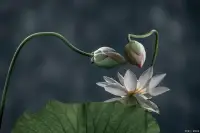 佛祖曾說：一花一世界，一木一浮生，一草一天堂，一葉一如來，一砂一極樂，一方一凈土，一笑一塵緣，一念一清靜。

這不僅僅是對世界的描述，更是對心境的闡述。

心境若能無物，便能從一朵花中看到整個世界，從一草中體驗到天堂的滋味。

而若心中充滿雜念，即便是整個世界也無法感受到真正的安寧。

在這博大的宇宙中，每一朵花、每一片葉都是一個完整的世界。配圖