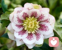 人有一雙眼睛，可以看世界，讀別人，唯獨很難了解自己。我們會經常陷入困惑中: 我是誰？讀人莫如先讀己。只有讀懂自己，才能讀懂人生。配圖