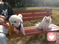 寶媽寶爸們，你家娃喜歡做家務嗎？你怎么看這件事情？

        很明顯做家務是好事，但如果變成 “負擔”就會適得其反。不要相信這樣的說辭:愛干家務的孩子有出息，不愛干的沒出息……這就有些小題大做了。如果家長因此逼著孩子做家務，弄得孩子不高興，那就適得其反了。

        童年，快樂和輕松最重要。家務活孩子想干就干，不想干也不必勉強，要依興趣來。家務活很容易學會，只要孩子內心不討厭，將來什么家務活干不了?有的自媒體，把兒童做家務活吹得上了天，說干家務比上千萬精英班更重要，這種邏輯得到的歡呼聲也挺多。很多扭曲的邏輯一套到兒童身上就變成正常，這也是很多人的奇怪邏輯。

        如果你說：“你只管學習就好，其它的事情，爸爸媽媽來做”，這是你在剝奪孩子掌握新技能的權利。

        如果孩子能做的事情，你不隨便插手，ta自然會去做的。配圖