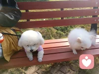 寶媽寶爸們，你家娃喜歡做家務嗎？你怎么看這件事情？

        很明顯做家務是好事，但如果變成 “負擔”就會適得其反。不要相信這樣的說辭:愛干家務的孩子有出息，不愛干的沒出息……這就有些小題大做了。如果家長因此逼著孩子做家務，弄得孩子不高興，那就適得其反了。

        童年，快樂和輕松最重要。家務活孩子想干就干，不想干也不必勉強，要依興趣來。家務活很容易學會，只要孩子內心不討厭，將來什么家務活干不了?有的自媒體，把兒童做家務活吹得上了天，說干家務比上千萬精英班更重要，這種邏輯得到的歡呼聲也挺多。很多扭曲的邏輯一套到兒童身上就變成正常，這也是很多人的奇怪邏輯。

        如果你說：“你只管學習就好，其它的事情，爸爸媽媽來做”，這是你在剝奪孩子掌握新技能的權利。

        如果孩子能做的事情，你不隨便插手，ta自然會去做的。配圖