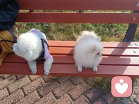 寶媽寶爸們，你家娃喜歡做家務嗎？你怎么看這件事情？

        很明顯做家務是好事，但如果變成 “負擔”就會適得其反。不要相信這樣的說辭:愛干家務的孩子有出息，不愛干的沒出息……這就有些小題大做了。如果家長因此逼著孩子做家務，弄得孩子不高興，那就適得其反了。

        童年，快樂和輕松最重要。家務活孩子想干就干，不想干也不必勉強，要依興趣來。家務活很容易學會，只要孩子內心不討厭，將來什么家務活干不了?有的自媒體，把兒童做家務活吹得上了天，說干家務比上千萬精英班更重要，這種邏輯得到的歡呼聲也挺多。很多扭曲的邏輯一套到兒童身上就變成正常，這也是很多人的奇怪邏輯。

        如果你說：“你只管學習就好，其它的事情，爸爸媽媽來做”，這是你在剝奪孩子掌握新技能的權利。

        如果孩子能做的事情，你不隨便插手，ta自然會去做的。配圖