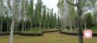 老師的真正作用便是創(chuàng)造出一種氛圍、環(huán)境，在里面，學生沒有恐懼地長大成才。真正的老師不會是什么榜樣，不會去鼓舞、激勵學生，因為鼓舞意味著依賴。

——克里希那穆提配圖