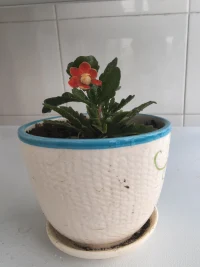 同一類花，總會有那么幾棵逆周期的，對于特立獨行的幾棵，你能說ta就不美了嗎？
?        如果你們的孩子某項能力的發展出現了逆周期，能接受嗎？
        不接受，可能會扼殺掉正在孕育的花；靜待花開，可能讓ta在開放的時候綻放出獨有的燦爛[愛心][太陽][玫瑰][玫瑰][玫瑰]
?

附：逆期開的幾棵長壽花配圖