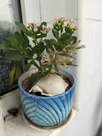 同一類花，總會有那么幾棵逆周期的，對于特立獨行的幾棵，你能說ta就不美了嗎？
?        如果你們的孩子某項能力的發展出現了逆周期，能接受嗎？
        不接受，可能會扼殺掉正在孕育的花；靜待花開，可能讓ta在開放的時候綻放出獨有的燦爛[愛心][太陽][玫瑰][玫瑰][玫瑰]
?

附：逆期開的幾棵長壽花配圖
