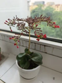 同一類花，總會有那么幾棵逆周期的，對于特立獨行的幾棵，你能說ta就不美了嗎？
?        如果你們的孩子某項能力的發展出現了逆周期，能接受嗎？
        不接受，可能會扼殺掉正在孕育的花；靜待花開，可能讓ta在開放的時候綻放出獨有的燦爛[愛心][太陽][玫瑰][玫瑰][玫瑰]
?

附：逆期開的幾棵長壽花配圖