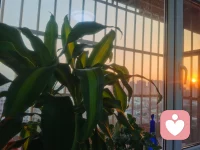 室外夕陽喧囂掛
?室內花草恬靜中
一幅美景送予你
平和喜樂常伴君

陪伴生命，喜悅成長，感恩??
敬心咨詢配圖