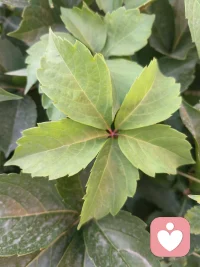 不一样的美