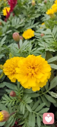 每天在心田里種下花海.閉上眼睛都是姹紫嫣紅.怒放的花花.（心理學與幸福）配圖