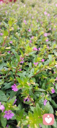 每天在心田里種下花海.閉上眼睛都是姹紫嫣紅.怒放的花花.（心理學與幸福）配圖