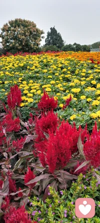 每天在心田里種下花海.閉上眼睛都是姹紫嫣紅.怒放的花花.（心理學與幸福）配圖