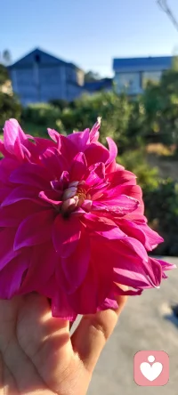 每天在心田里種下花海.閉上眼睛都是姹紫嫣紅.怒放的花花.（心理學與幸福）配圖